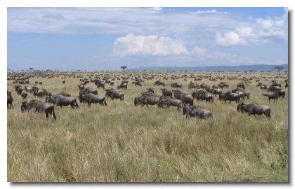 KE 206 - Masai Mara Wildebeest & Zebra Migration